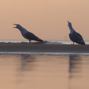 seagulls meeuwen strand zeemeeuwen seagull