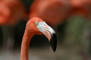 Frank Jacobs flamingo                                    